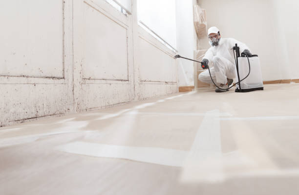 24/7 Emergency Basement Mold Remediation experts in Haskell, NJ