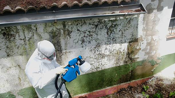 Trusted Black Mold Removal service in Haskell, NJ - Cheap Mold Removal